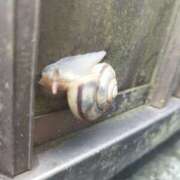 ヒメ日記 2025/11/01 08:30 投稿 佐々岡雪菜 五十路マダムエクスプレス横浜店（カサブランカグループ）