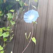 ヒメ日記 2025/11/02 20:46 投稿 佐々岡雪菜 五十路マダムエクスプレス横浜店（カサブランカグループ）