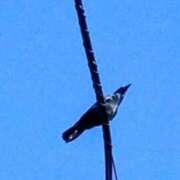 ヒメ日記 2025/11/03 11:24 投稿 佐々岡雪菜 五十路マダムエクスプレス横浜店（カサブランカグループ）