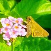 ヒメ日記 2025/11/03 21:58 投稿 佐々岡雪菜 五十路マダムエクスプレス横浜店（カサブランカグループ）