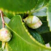 ヒメ日記 2025/11/05 11:36 投稿 佐々岡雪菜 五十路マダムエクスプレス横浜店（カサブランカグループ）