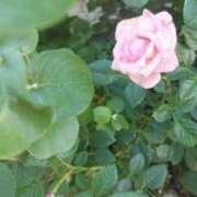 ヒメ日記 2025/11/05 18:40 投稿 佐々岡雪菜 五十路マダムエクスプレス横浜店（カサブランカグループ）