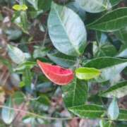 ヒメ日記 2025/11/07 08:30 投稿 佐々岡雪菜 五十路マダムエクスプレス横浜店（カサブランカグループ）