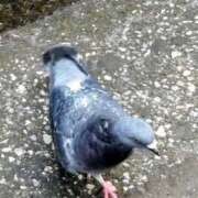 ヒメ日記 2025/11/08 14:34 投稿 佐々岡雪菜 五十路マダムエクスプレス横浜店（カサブランカグループ）