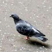 ヒメ日記 2025/11/10 16:52 投稿 佐々岡雪菜 五十路マダムエクスプレス横浜店（カサブランカグループ）