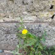 ヒメ日記 2025/11/11 21:02 投稿 佐々岡雪菜 五十路マダムエクスプレス横浜店（カサブランカグループ）