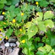 ヒメ日記 2025/11/15 17:12 投稿 佐々岡雪菜 五十路マダムエクスプレス横浜店（カサブランカグループ）