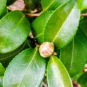 ヒメ日記 2025/11/16 10:42 投稿 佐々岡雪菜 五十路マダムエクスプレス横浜店（カサブランカグループ）