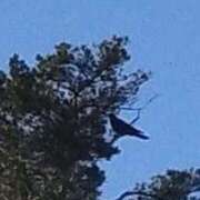 ヒメ日記 2025/11/18 16:36 投稿 佐々岡雪菜 五十路マダムエクスプレス横浜店（カサブランカグループ）