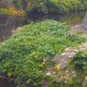 ヒメ日記 2025/11/19 10:16 投稿 佐々岡雪菜 五十路マダムエクスプレス横浜店（カサブランカグループ）