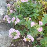 ヒメ日記 2025/11/20 19:16 投稿 佐々岡雪菜 五十路マダムエクスプレス横浜店（カサブランカグループ）