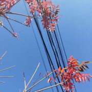 ヒメ日記 2025/11/21 10:02 投稿 佐々岡雪菜 五十路マダムエクスプレス横浜店（カサブランカグループ）