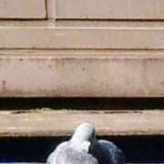 ヒメ日記 2025/11/21 17:32 投稿 佐々岡雪菜 五十路マダムエクスプレス横浜店（カサブランカグループ）