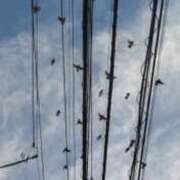 ヒメ日記 2025/11/23 16:56 投稿 佐々岡雪菜 五十路マダムエクスプレス横浜店（カサブランカグループ）