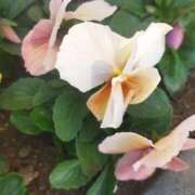 ヒメ日記 2025/11/24 14:44 投稿 佐々岡雪菜 五十路マダムエクスプレス横浜店（カサブランカグループ）