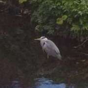 ヒメ日記 2025/11/25 17:48 投稿 佐々岡雪菜 五十路マダムエクスプレス横浜店（カサブランカグループ）