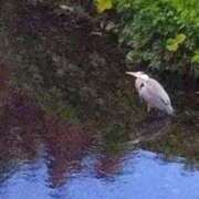 ヒメ日記 2025/11/28 08:16 投稿 佐々岡雪菜 五十路マダムエクスプレス横浜店（カサブランカグループ）