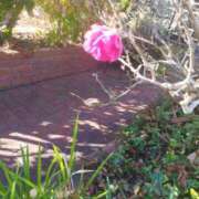 ヒメ日記 2025/11/30 19:10 投稿 佐々岡雪菜 五十路マダムエクスプレス横浜店（カサブランカグループ）