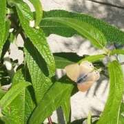 ヒメ日記 2025/12/02 12:58 投稿 佐々岡雪菜 五十路マダムエクスプレス横浜店（カサブランカグループ）