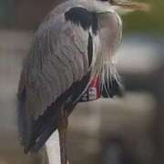 ヒメ日記 2025/12/03 14:46 投稿 佐々岡雪菜 五十路マダムエクスプレス横浜店（カサブランカグループ）