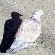 ヒメ日記 2025/12/04 13:32 投稿 佐々岡雪菜 五十路マダムエクスプレス横浜店（カサブランカグループ）