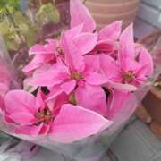 ヒメ日記 2025/12/05 08:42 投稿 佐々岡雪菜 五十路マダムエクスプレス横浜店（カサブランカグループ）