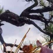 ヒメ日記 2025/12/05 20:32 投稿 佐々岡雪菜 五十路マダムエクスプレス横浜店（カサブランカグループ）