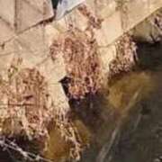 ヒメ日記 2025/12/08 11:22 投稿 佐々岡雪菜 五十路マダムエクスプレス横浜店（カサブランカグループ）