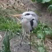 ヒメ日記 2025/12/10 08:04 投稿 佐々岡雪菜 五十路マダムエクスプレス横浜店（カサブランカグループ）