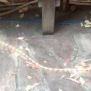 佐々岡雪菜 街はXmasモード? 五十路マダムエクスプレス横浜店（カサブランカグループ）