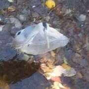 佐々岡雪菜 サギくん、どういう状況？ 五十路マダムエクスプレス横浜店（カサブランカグループ）