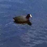 ヒメ日記 2025/12/13 13:02 投稿 佐々岡雪菜 五十路マダムエクスプレス横浜店（カサブランカグループ）