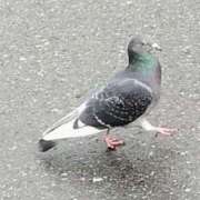 ヒメ日記 2025/12/15 20:44 投稿 佐々岡雪菜 五十路マダムエクスプレス横浜店（カサブランカグループ）