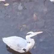 ヒメ日記 2025/12/17 13:36 投稿 佐々岡雪菜 五十路マダムエクスプレス横浜店（カサブランカグループ）