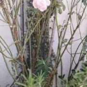 ヒメ日記 2025/12/17 19:02 投稿 佐々岡雪菜 五十路マダムエクスプレス横浜店（カサブランカグループ）