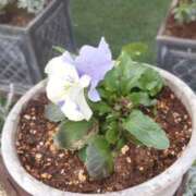 ヒメ日記 2025/12/20 10:48 投稿 佐々岡雪菜 五十路マダムエクスプレス横浜店（カサブランカグループ）