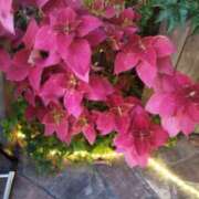 ヒメ日記 2025/12/20 21:14 投稿 佐々岡雪菜 五十路マダムエクスプレス横浜店（カサブランカグループ）