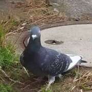 ヒメ日記 2025/12/21 10:56 投稿 佐々岡雪菜 五十路マダムエクスプレス横浜店（カサブランカグループ）