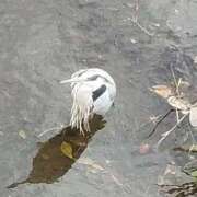 ヒメ日記 2025/12/22 17:48 投稿 佐々岡雪菜 五十路マダムエクスプレス横浜店（カサブランカグループ）