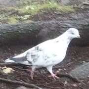 ヒメ日記 2025/12/24 17:18 投稿 佐々岡雪菜 五十路マダムエクスプレス横浜店（カサブランカグループ）