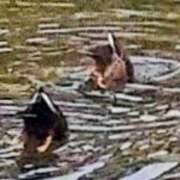 ヒメ日記 2025/12/27 19:32 投稿 佐々岡雪菜 五十路マダムエクスプレス横浜店（カサブランカグループ）