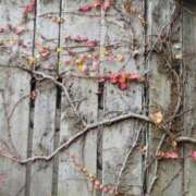 ヒメ日記 2025/12/28 08:08 投稿 佐々岡雪菜 五十路マダムエクスプレス横浜店（カサブランカグループ）