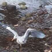 ヒメ日記 2025/12/31 08:24 投稿 佐々岡雪菜 五十路マダムエクスプレス横浜店（カサブランカグループ）