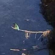 ヒメ日記 2026/01/01 09:54 投稿 佐々岡雪菜 五十路マダムエクスプレス横浜店（カサブランカグループ）