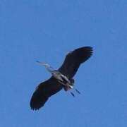 ヒメ日記 2026/01/01 21:22 投稿 佐々岡雪菜 五十路マダムエクスプレス横浜店（カサブランカグループ）