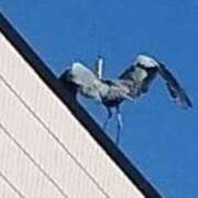 ヒメ日記 2026/01/03 08:44 投稿 佐々岡雪菜 五十路マダムエクスプレス横浜店（カサブランカグループ）