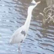 ヒメ日記 2026/01/04 18:24 投稿 佐々岡雪菜 五十路マダムエクスプレス横浜店（カサブランカグループ）