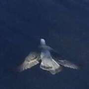 ヒメ日記 2026/01/05 08:04 投稿 佐々岡雪菜 五十路マダムエクスプレス横浜店（カサブランカグループ）