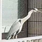 ヒメ日記 2026/01/06 20:42 投稿 佐々岡雪菜 五十路マダムエクスプレス横浜店（カサブランカグループ）