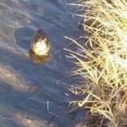 ヒメ日記 2026/01/07 09:22 投稿 佐々岡雪菜 五十路マダムエクスプレス横浜店（カサブランカグループ）